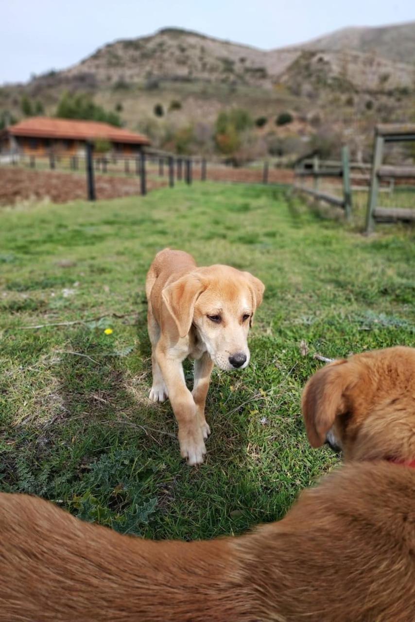 Orias & Farm 3* Kalavryta